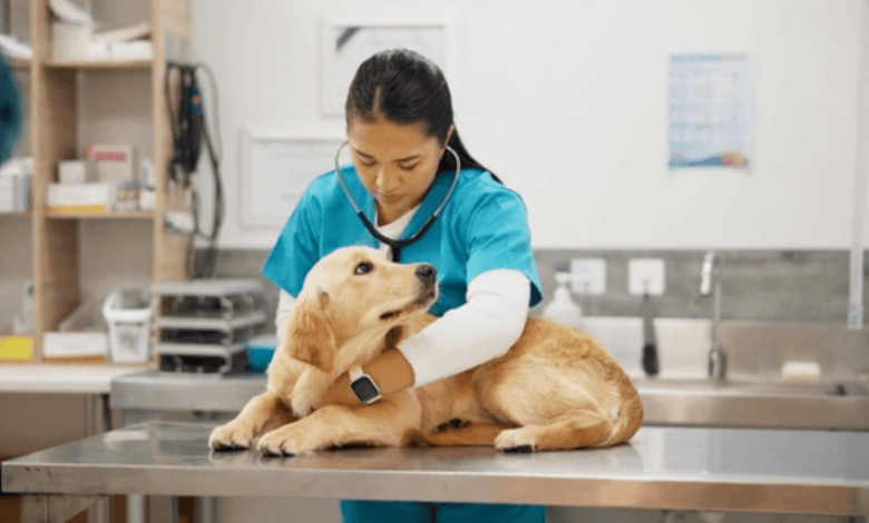 Title: Buying Dog Supplement Online: A Smart Move for Modern Pet Parents