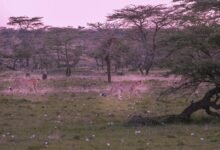 quantum rift in apex